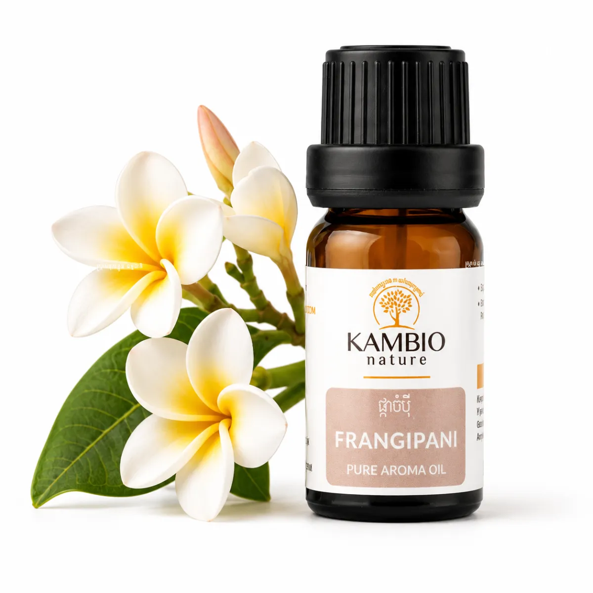 Frangipani / ប្រេងក្រអូប